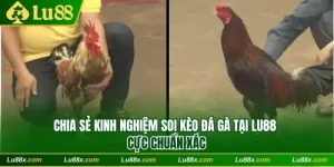 Kinh nghiệm soi kèo đá gà lu88